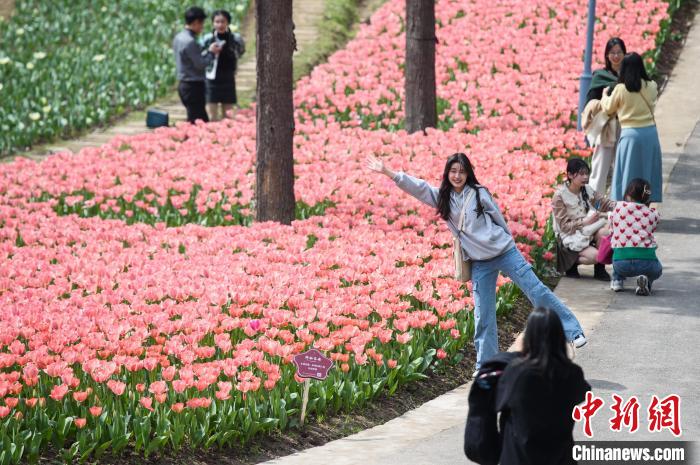 Galeria: tulipas florescem no sudoeste da China