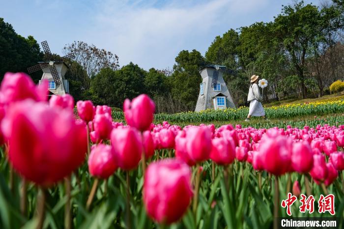 Galeria: tulipas florescem no sudoeste da China