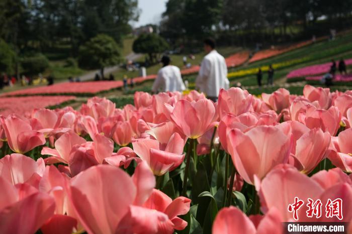 Galeria: tulipas florescem no sudoeste da China