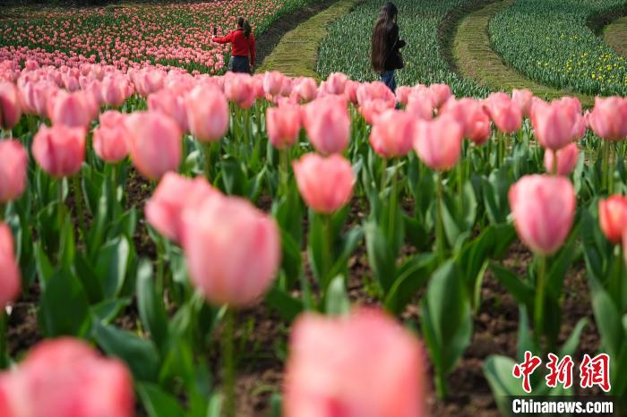 Galeria: tulipas florescem no sudoeste da China