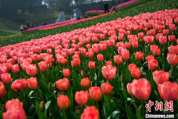 Galeria: tulipas florescem no sudoeste da China