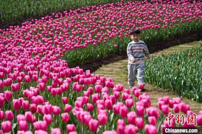 Galeria: tulipas florescem no sudoeste da China