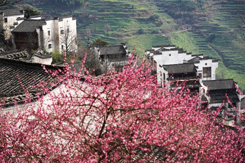 Galeria: primavera chega ao leste da China