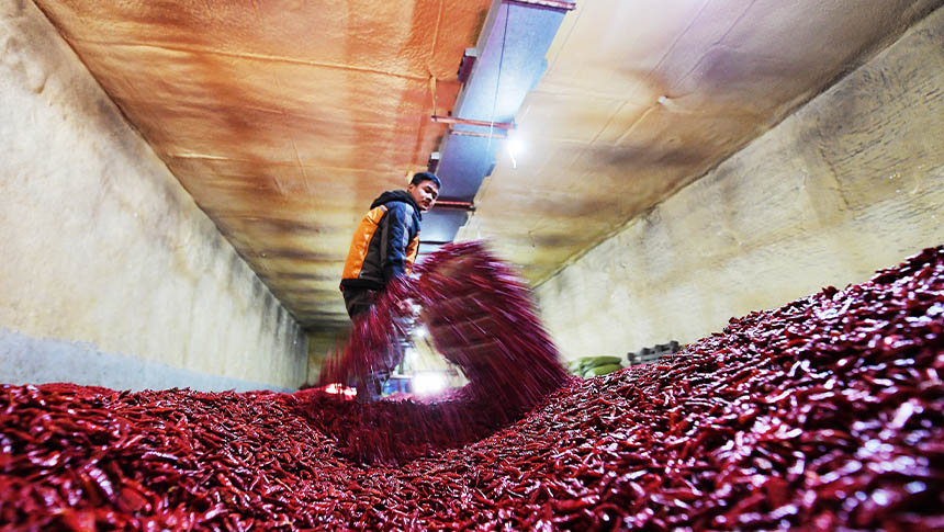 Cultivo de pimenta proporciona revitalização rural no norte da China