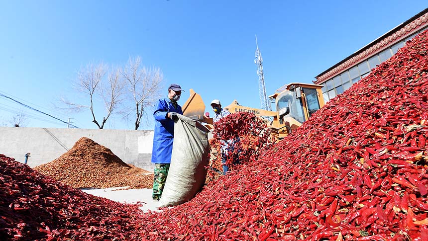 Cultivo de pimenta proporciona revitalização rural no norte da China