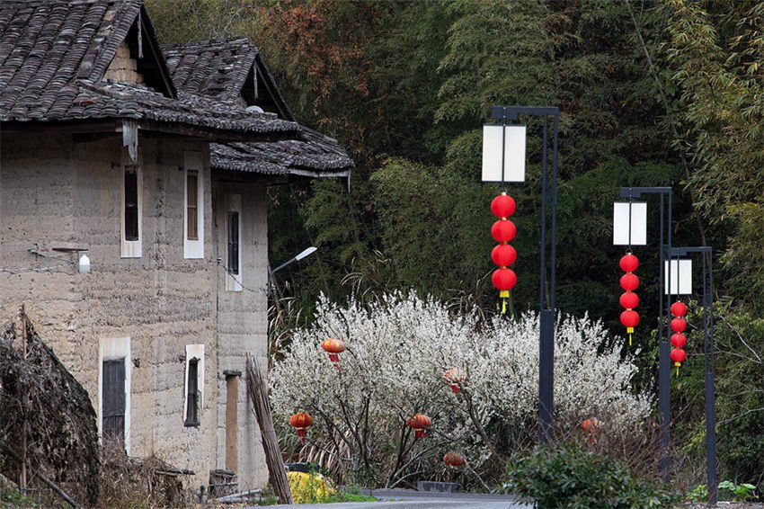 Galeria: Tulou em Fujian repleto da vitalidade da primavera 