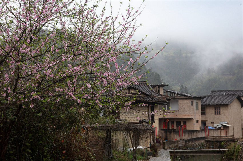 Galeria: Tulou em Fujian repleto da vitalidade da primavera 