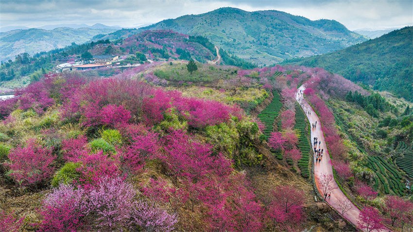 Galeria: Tulou em Fujian repleto da vitalidade da primavera 