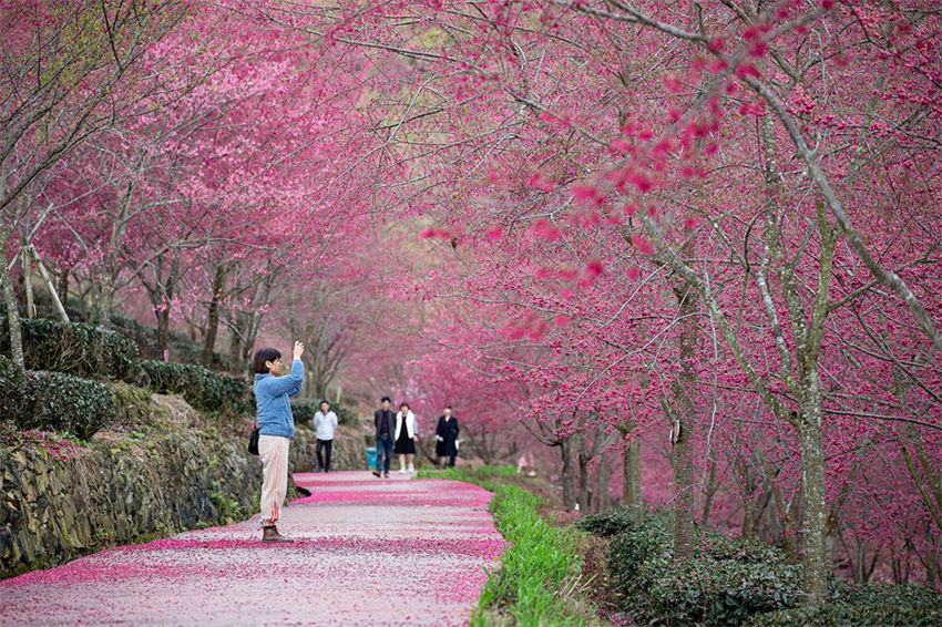 Galeria: Tulou em Fujian repleto da vitalidade da primavera 