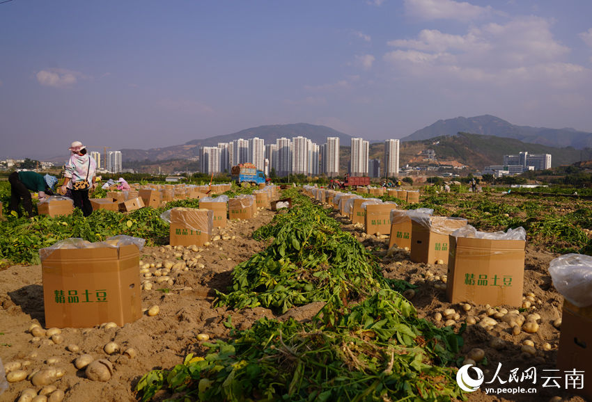 Yunnan dá início à temporada da colheita de batatas 