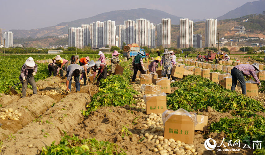 Yunnan dá início à temporada da colheita de batatas 