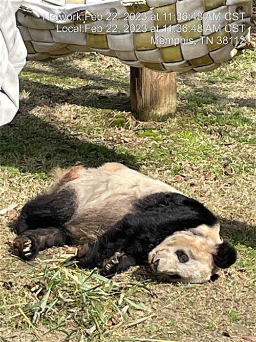 Zoológico de Beijing receberá de volta panda Yaya dos EUA