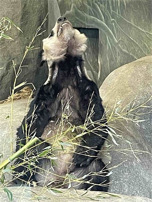 Zoológico de Beijing receberá de volta panda Yaya dos EUA