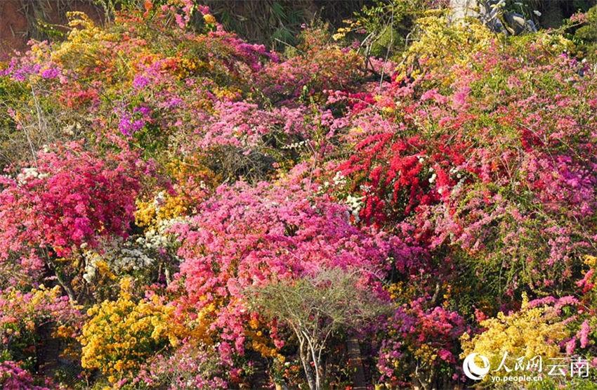 Galeria: mais de 200.000 buganvílias florescem no sudoeste da China
