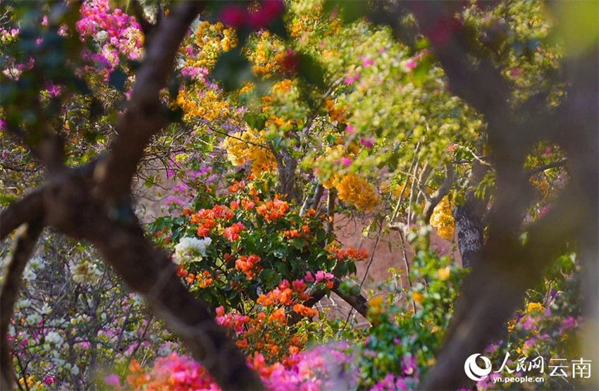 Galeria: mais de 200.000 buganvílias florescem no sudoeste da China
