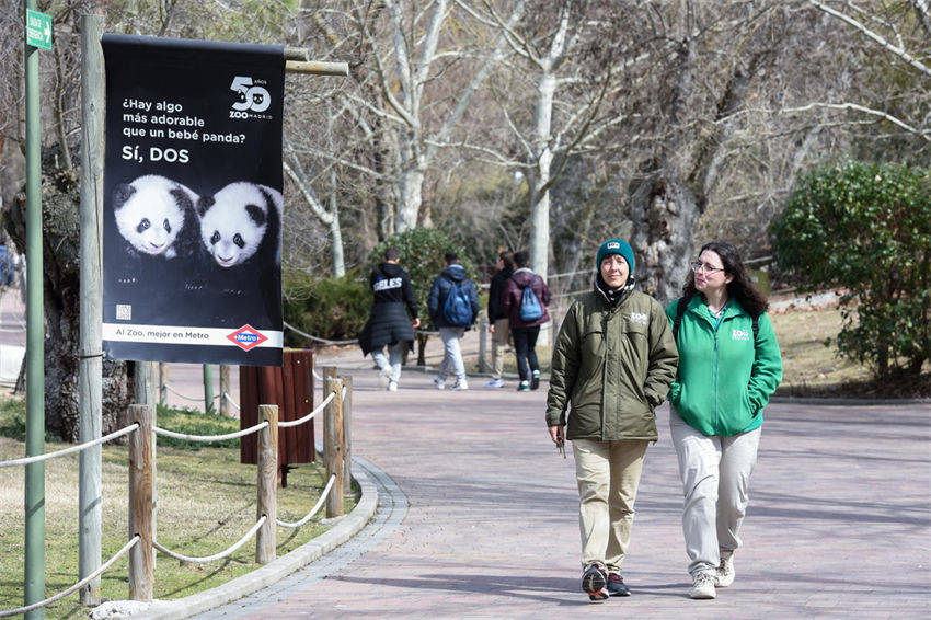 Pandas gigantes constituem ponte de amizade entre China e Espanha