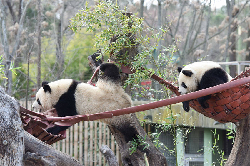 Pandas gigantes constituem ponte de amizade entre China e Espanha