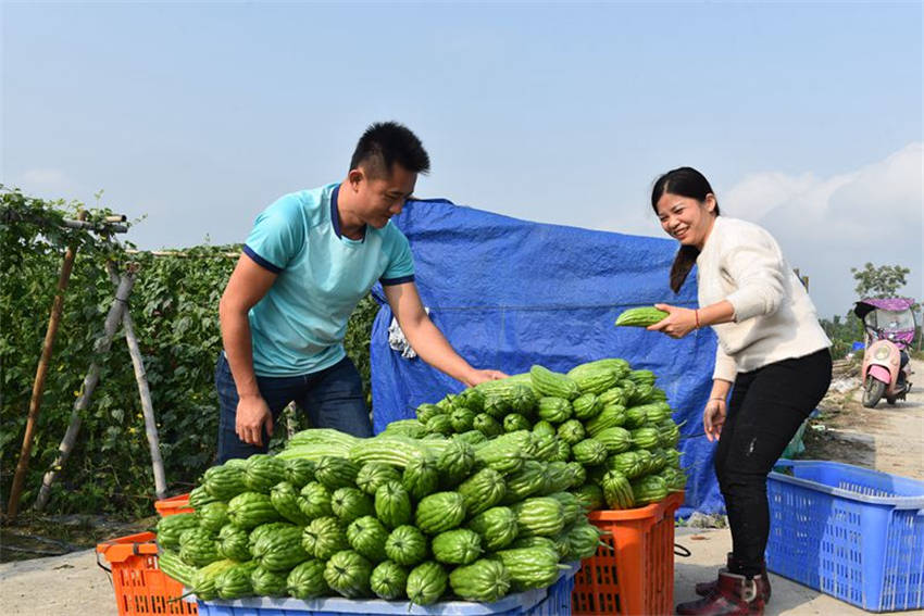 Hainan dá início à temporada de colheita de melão amargo 