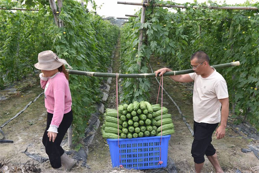 Hainan dá início à temporada de colheita de melão amargo 
