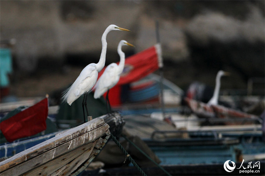 Galeria: Xiamen repleta de aves proporciona paisagem única