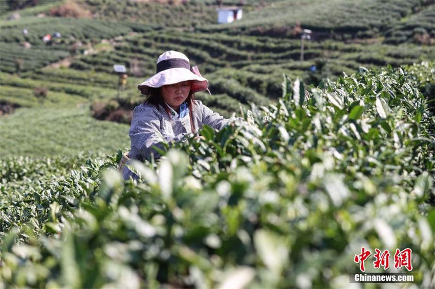 Guizhou recebe colheita do chá de primavera