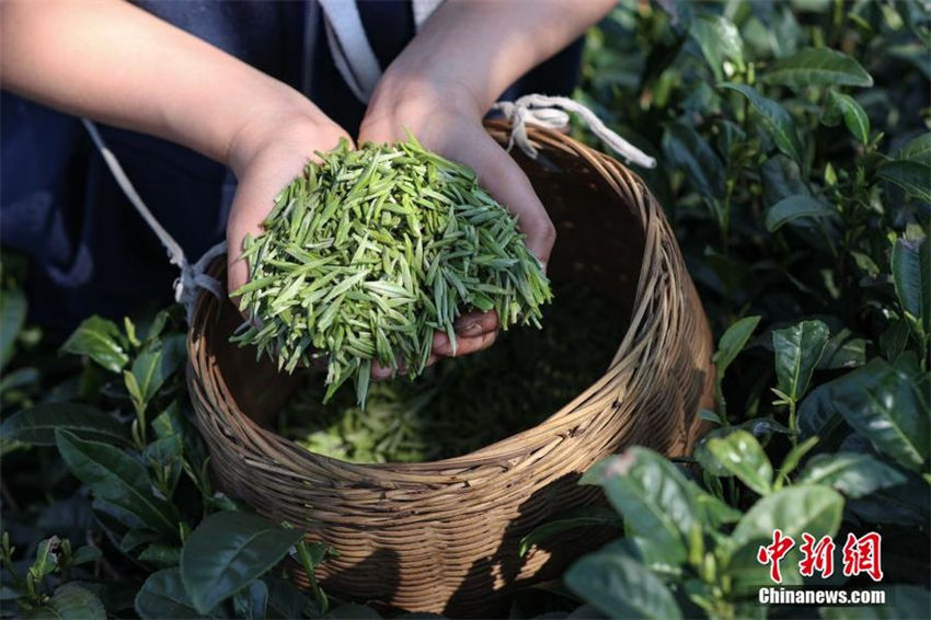 Guizhou recebe colheita do chá de primavera