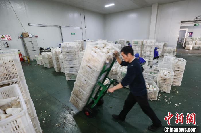 Galeria: trabalhadores colhem cogumelos no sudoeste da China