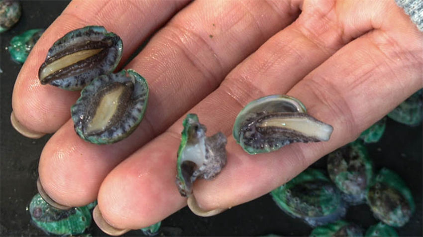 Galeria: 600 milhões de abalone lançado para piscicultura em Fujian