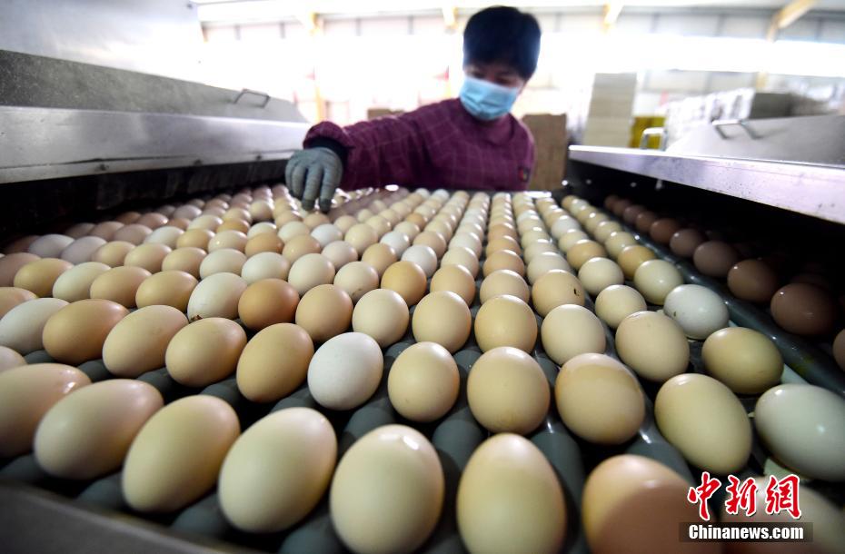Criação inteligente de galinhas ajuda criadores a aumentar renda no norte da China