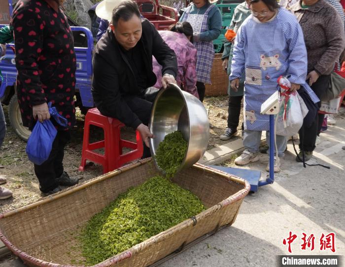 Henan inicia colheita do chá de primavera