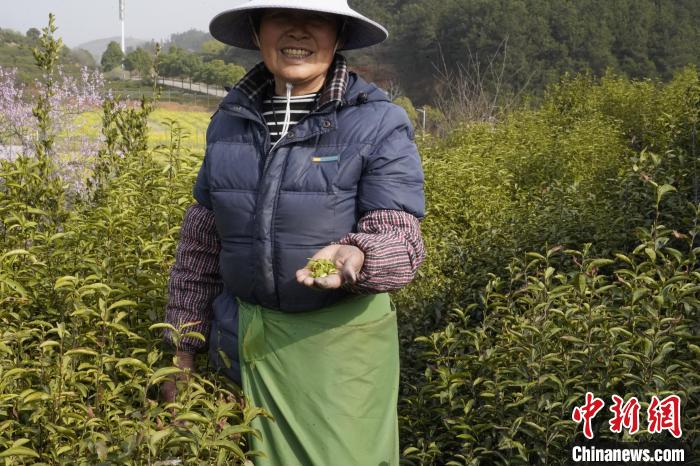 Henan inicia colheita do chá de primavera