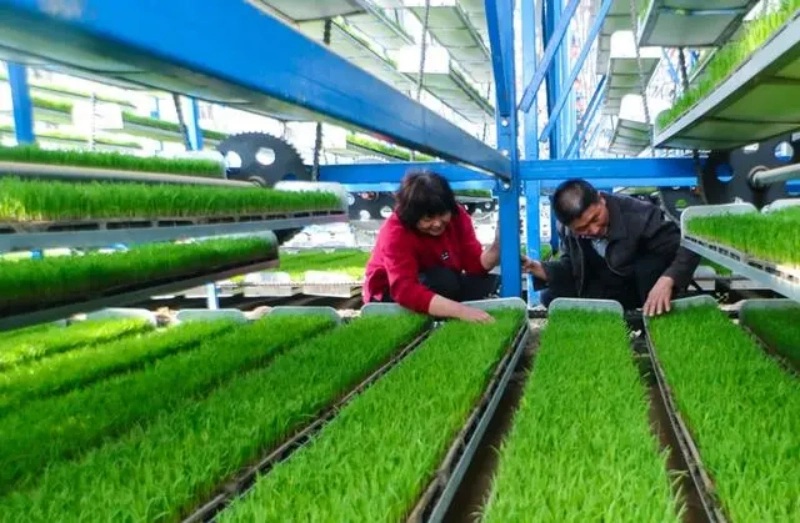 Galeria: plantações inteligentes em Xinyang, Henan
