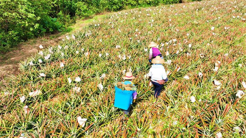 Hainan recebe colheita de abacaxis 