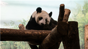 "Mensageiros da amizade" da China chegam à RússiaO zoológico de Moscou recebeu vários visitantes no domingo para ver os pandas "Ru Yi" e "Ding Ding". O Pavilhão do Panda tem sido o local mais popular no zoológico. 