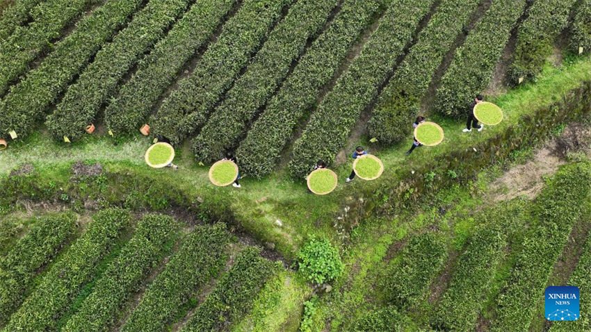 Turismo da indústria do chá impulsiona economia em Hunan