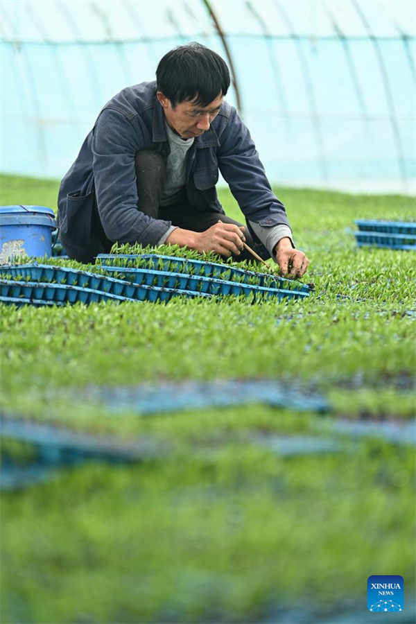 Xinjiang desenvolve agricultura moderna 