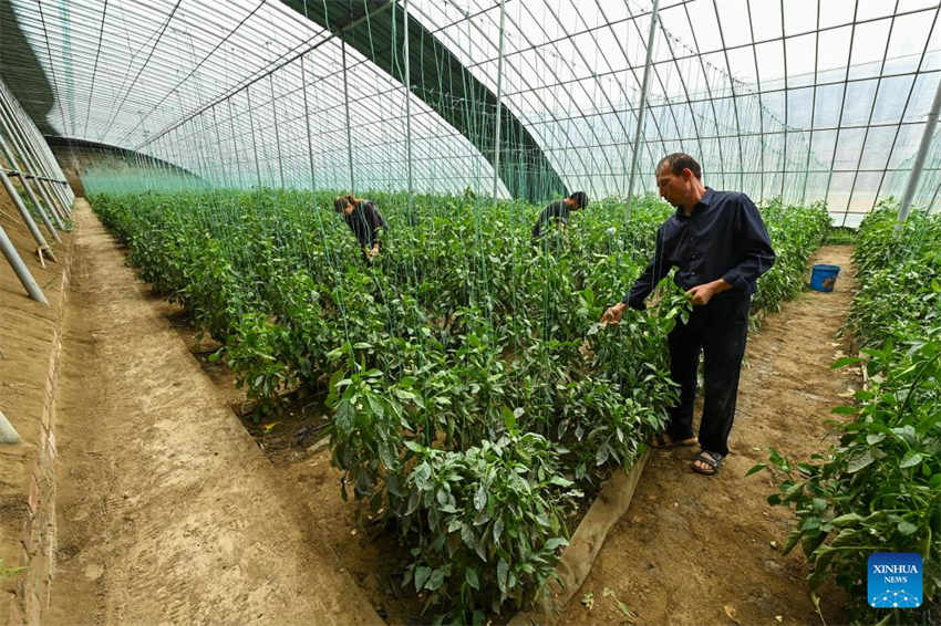 Xinjiang desenvolve agricultura moderna 