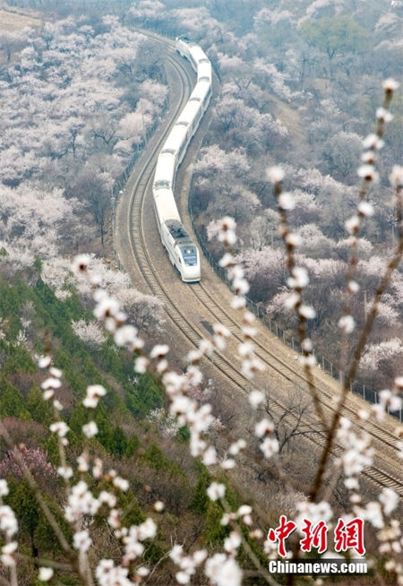 Trem da linha S2 atravessa “mar de flores” em Beijing