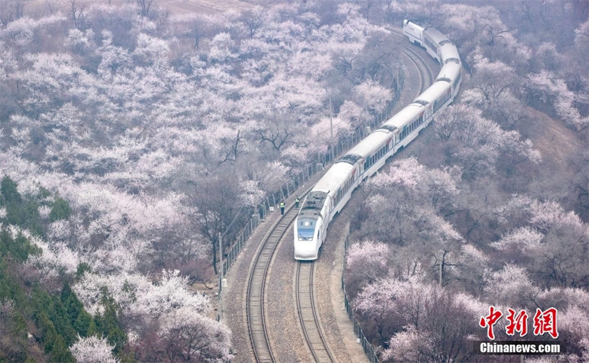 Trem da linha S2 atravessa “mar de flores” em Beijing