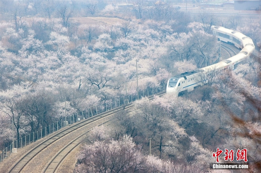 Trem da linha S2 atravessa “mar de flores” em Beijing