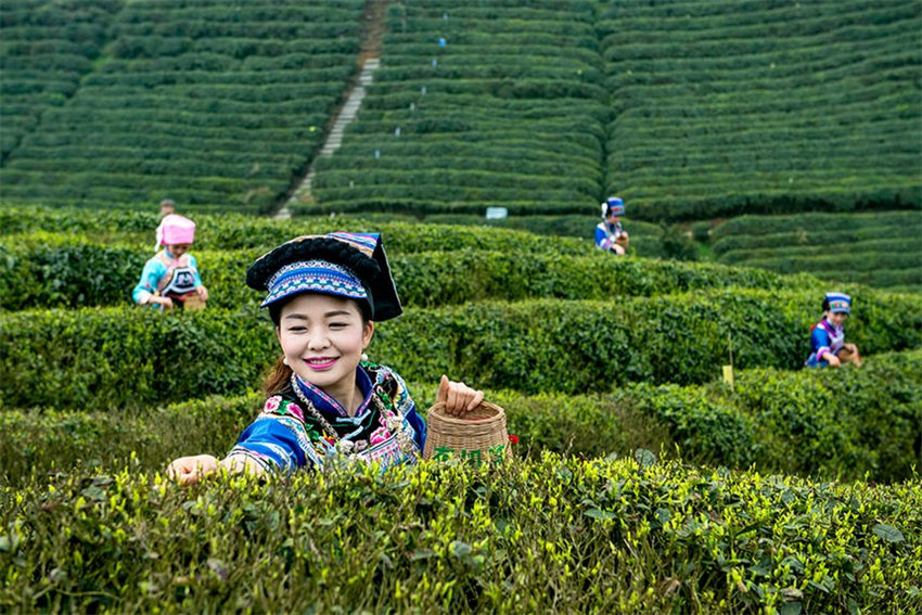 Guizhou inicia colheita dos primeiros lotes de chá da primavera