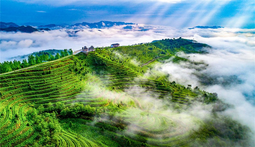 Guizhou inicia colheita dos primeiros lotes de chá da primavera