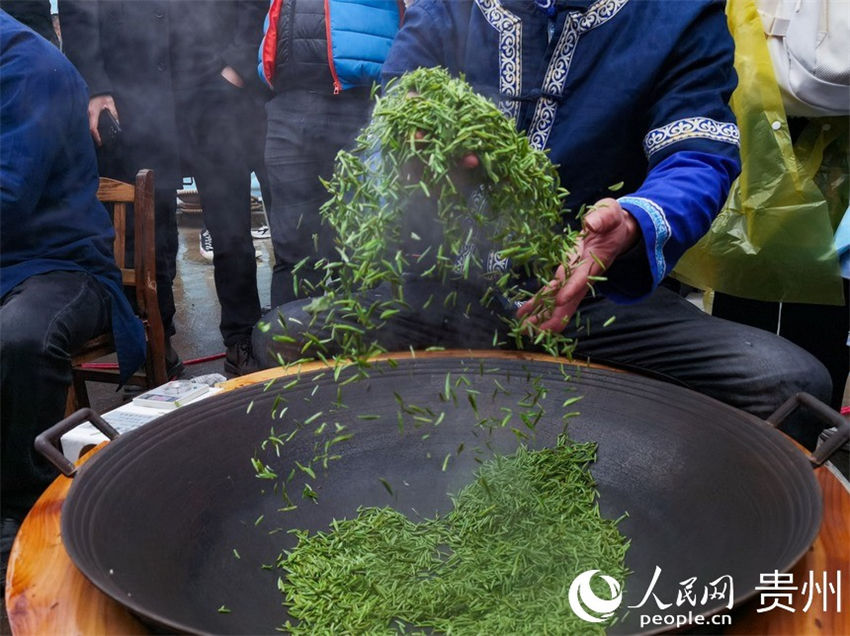 Guizhou inicia colheita dos primeiros lotes de chá da primavera