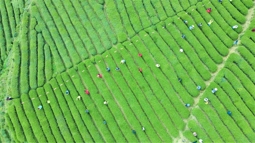 Guizhou inicia colheita dos primeiros lotes de chá da primavera