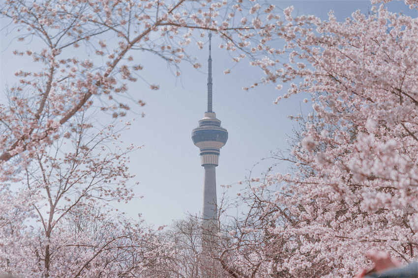 Flores de cerejeira florescem em Beijing