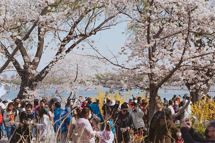 Flores de cerejeira florescem em Beijing