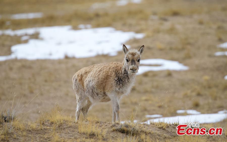 Antílopes tibetanos prosperam em reserva natural de Qinghai