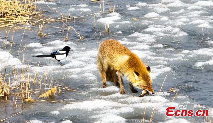 Galeria: raposa vermelha em Jilin