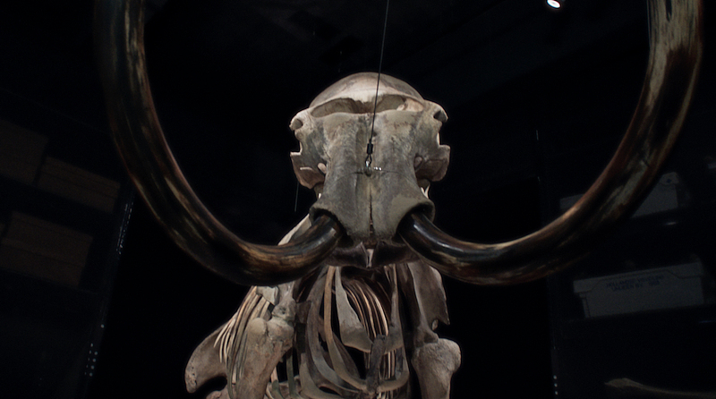 Museu de ciência da Holanda exibe almôndega de carne produzida a partir do DNA de um mamute