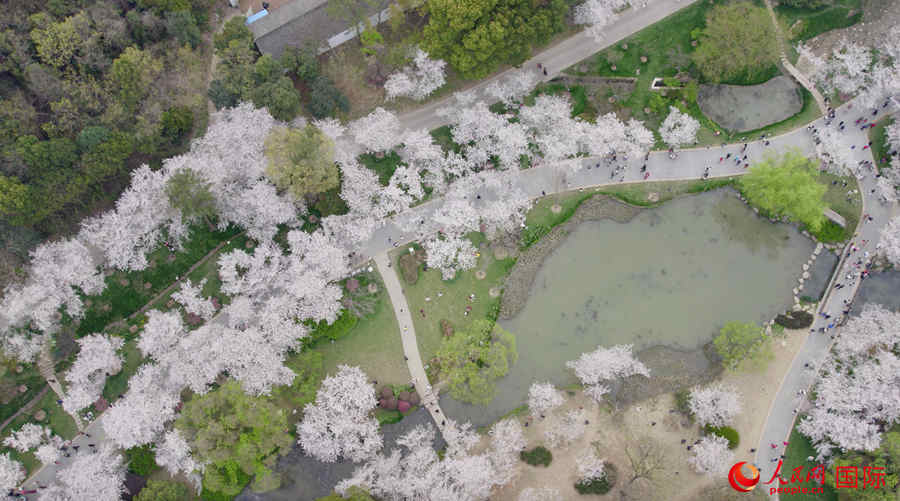 Galeria: flores de cerejeira desabrocham em Jiangsu